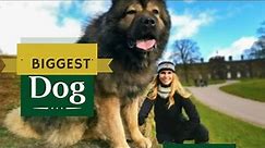 The Top 7 Biggest Dog Breeds in 2022