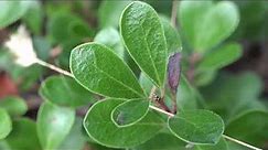 Arctostaphylos uva-ursi, Ericaceae (kinnikinnick, bearberry)