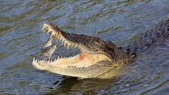 Facts: The Saltwater Crocodile