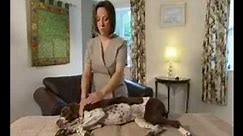 Canine Massage in 3 Easy Steps - effleurage DVD Clip - DN322