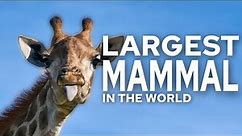 Top 10 Largest Mammals in the World!