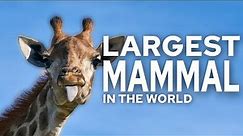 Top 10 Largest Mammals in the World!