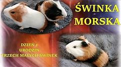 Świnki Morskie ( Kawia Domowa ) 3 małe świnki - Co jedzą świnki morskie - karmienie małych świnek