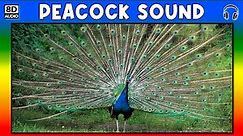 🦚 PEACOCK SOUND - PEACOCK SOUND EFFECT - SOUND OF PEACOCK - NOISE OF PEACOCK
