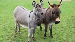 Meet Trevor and Tulip the miniature donkeys!