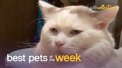 Super Cool Cat | Best Pets of the Week