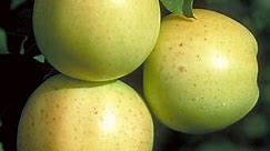 Semi-Dwarf Honeygold Apple