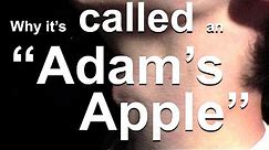 Why the Adam’s Apple is Called the Adam’s Apple