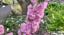Prunus Glandulosa a Dwarf Flowering Almond/Cherry used in Ikebana (生け花, 活け花) and by Florists