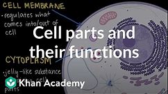 Cell parts and their functions | Cells and organisms | Middle school biology | Khan Academy
