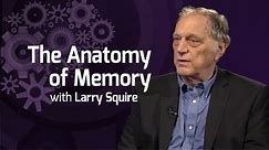 The Anatomy of Memory - On Our Mind