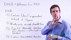 DNA vs RNA (Know These 4 Differences!)