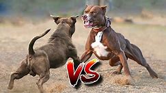 10 BEST FIGHTING Dogs In The World | Top 10 Fighting Dog Breeds