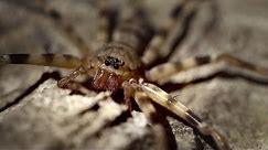 The Giant Huntsman is a Cave Spider of Nightmarish Proportions