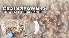 GRAIN SPAWN 101, Start to Finish Tutorial on How to Make Mushroom Grain Spawn from Liquid Culture