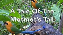 A Tale Of The Motmot's Tail – March 29, 2019