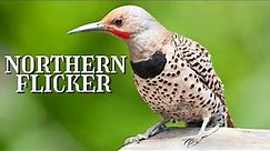 NORTHERN FLICKER with CALL, SOUNDS and INTERESTING FACTS
