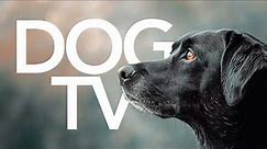 Dog TV | 20 Hour Adventure Walk for Dogs | ULTIMATE Petflix Experience