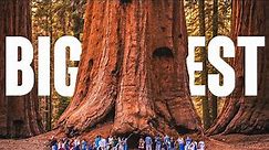 Top 10 Biggest Trees In The World | Travel Video