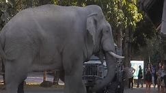 Wild Bull Elephant in Musth, Khao Yai National Park, Thailand.