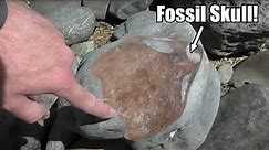 Huge fossil skull! 4 million year old fossil revealed [My rarest fossil yet - New Zealand]