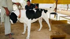 heavyweight dog old Pakistani bully kutta Sheru 2024 by @Fmnewstvhd