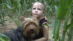 Yorkie Keeps 3-Year-Old Safe After Getting Lost in Missouri Cornfield Overnight