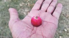 The World's Smallest Red Apples Sweet + Sour, Beautiful Apple Tree, Amazing Small Apples