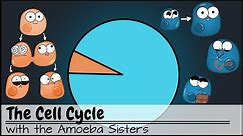 The Cell Cycle (and cancer) [Updated]
