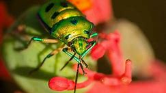 Coleoptera Beetles: The Massive Order Of Beetles | Earth Life