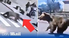 Slovakia bear attack: Terrifying moment beast goes on rampage and injures five