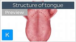 Surface anatomy of the tongue (preview) - Human Anatomy | Kenhub