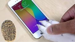 iPhone 5s Touch ID: What You Should Know (Human/Dog Demo)