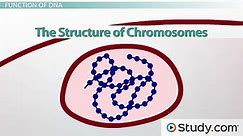 How is DNA Organized into Chromosomes- - Structure & Function