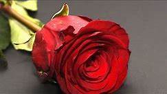 Beautiful Red Roses HD wallpaper
