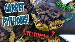 Capricious Carpet Pythons!! - Creature Feature!