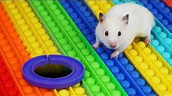 Hamster Pop It Maze