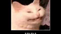 alyo blyat funny russian cats meme