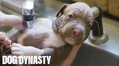 Giant Pitbull Hulkâ€™s $15,000 Puppies | DOG DYNASTY