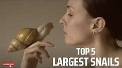 Largest Snails in the World | Top 5 Biggest Snails of the World