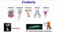Phylum Cnidaria Part 7: Myxozoa and Polypodiozoa