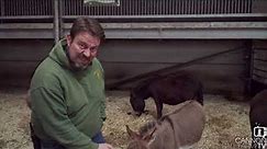 All about miniature donkeys - Cannon Hall Farm