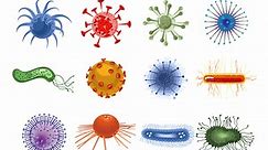 What’s the difference between bacteria and viruses?