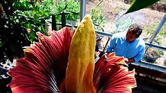 10 Strangest Plants on Planet Earth - World's Largest Flower - video Dailymotion