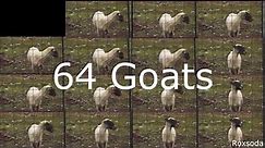 64 angry goats screaming together