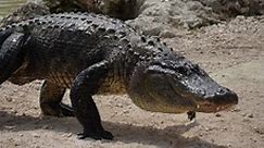 The Top 9 Largest Alligators Ever