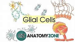 Glial Cells - Neuroanatomy Basics - Anatomy Tutorial