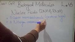 Nucleic Acids DNA RNA Grade 11 Biology lec 45