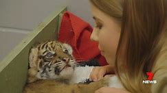 Australia Zoo welcomes new tiger cub