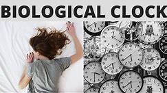 How Does The Biological Clock Work?